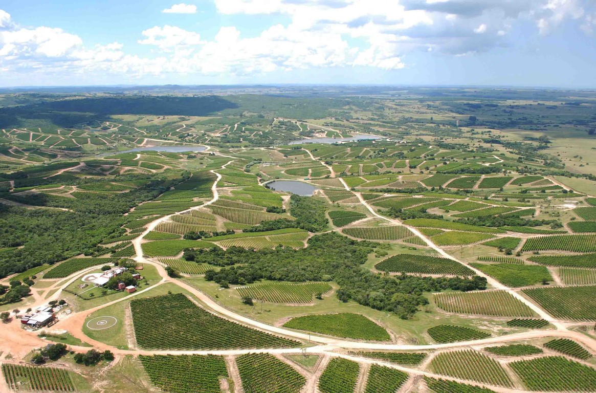 Vineyards of Bodega Garzón in Uruguay. Visit us