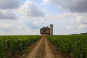 Vinos del mundo