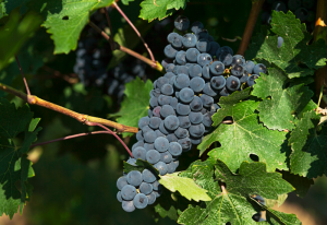 polifenoles vino