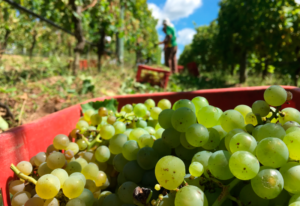 Sabores del vino