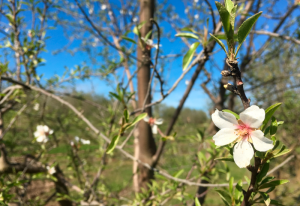Primavera en Uruguay