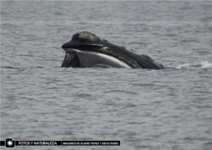 ballenas punta del este