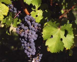 maceracion carbonica