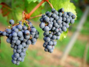 uva tannat