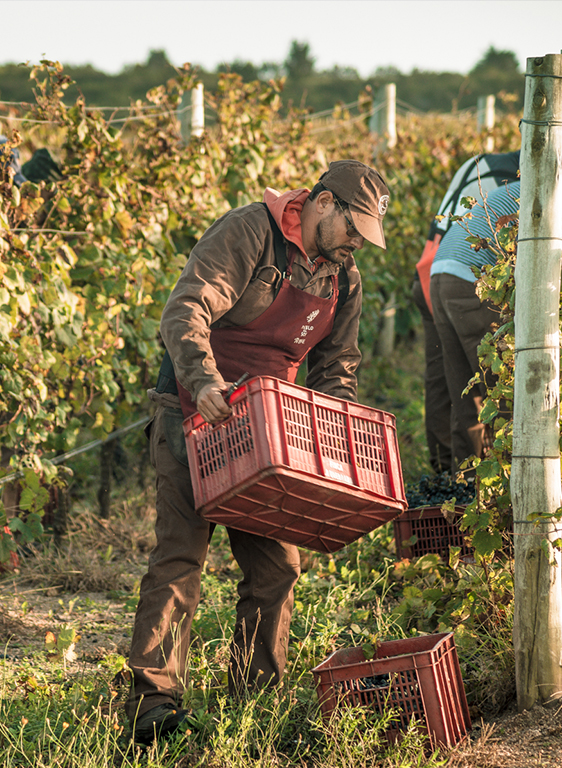 Our Harvests