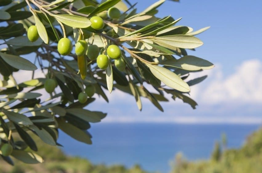 Historia del aceite de oliva: los orígenes