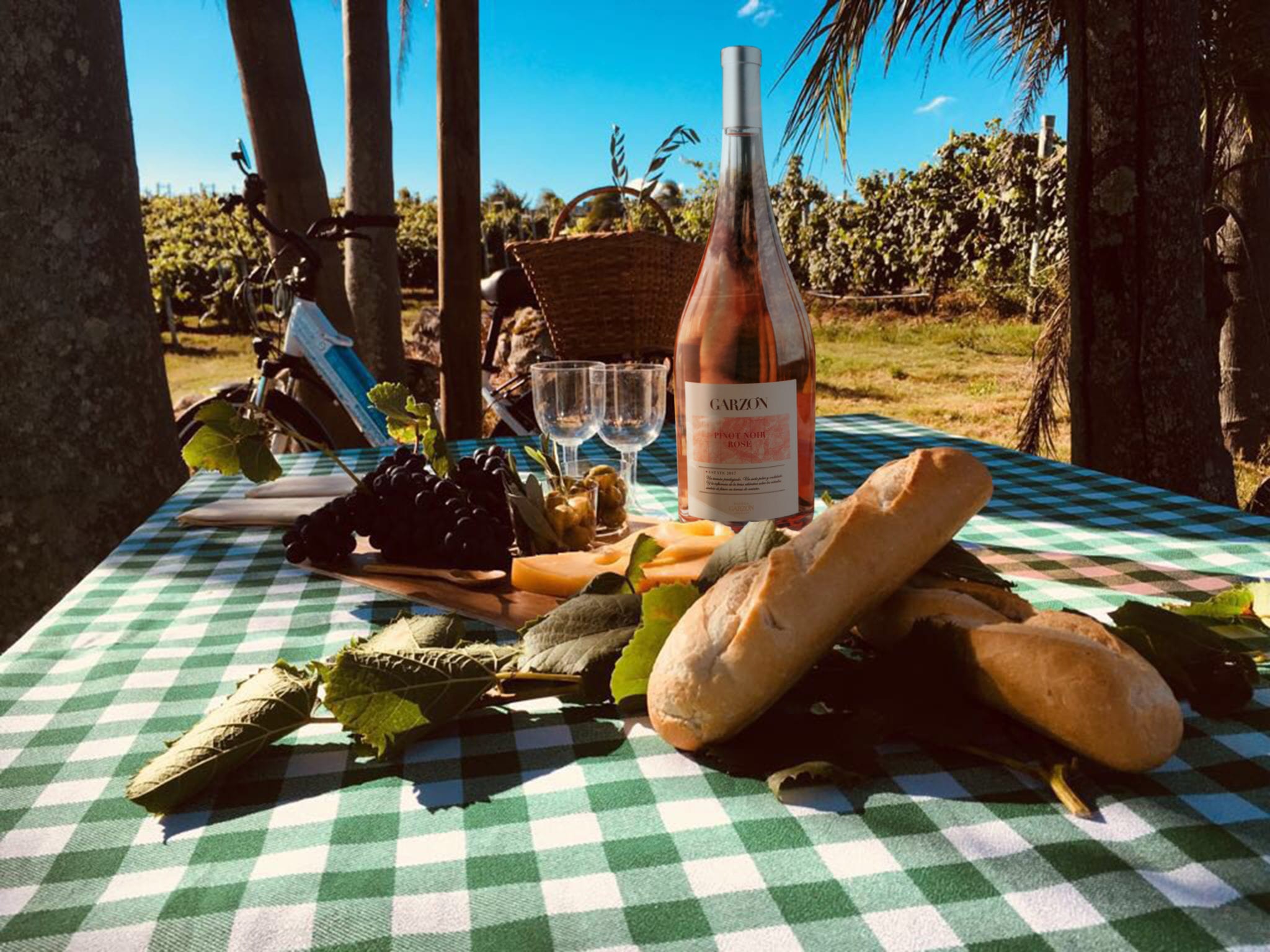 Enjoy a picnic among the vineyards and a walking or cycling tour