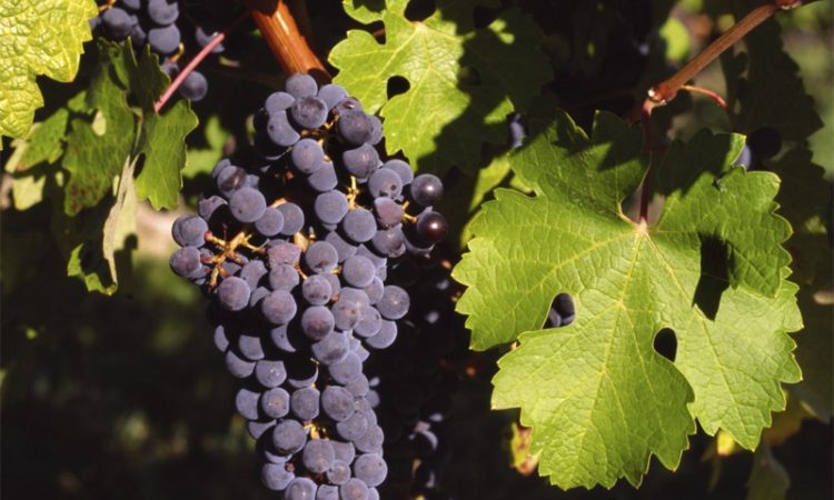 Maceracion carbónica del vino: todo lo que debes saber