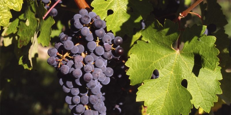 Carbonic maceration: all you need to know