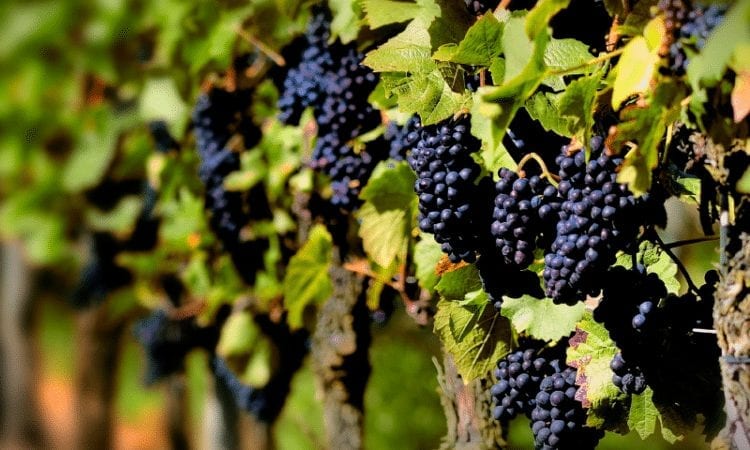 Tannat, emblema del vino uruguayo