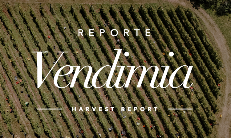 Reporte Vendimia 2025