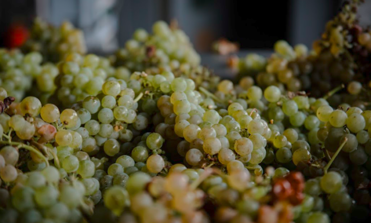 Del terruño a tu copa: la vendimia de uvas blancas