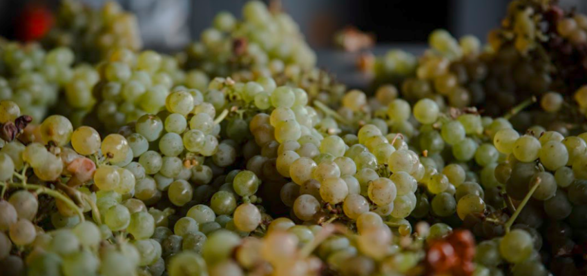 Del terruño a tu copa: la vendimia de uvas blancas